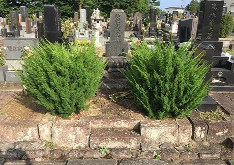 墓所内の樹木撤去