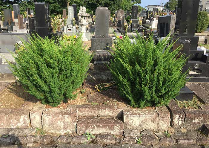 墓所内の樹木撤去1